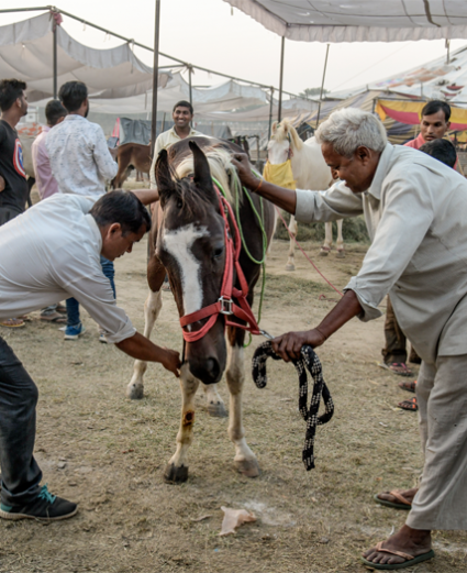 Working horse