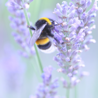 Bee on a flower